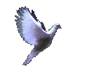 gif of a dove